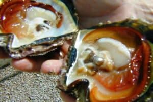Natural Pearl inside the Oyster-Magic of Nature Around Us