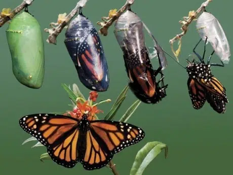 Transformation-of-a-caterpillar-into-Butterfly-Magic of Nature Around Us