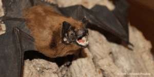 Rhinolophus bats carries vaccine-reststant Corona Virus (1200 × 600px)
